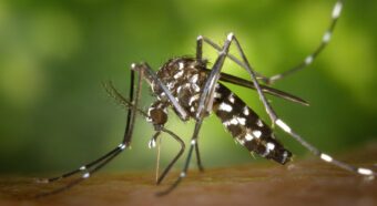Malaria Mosquitoe